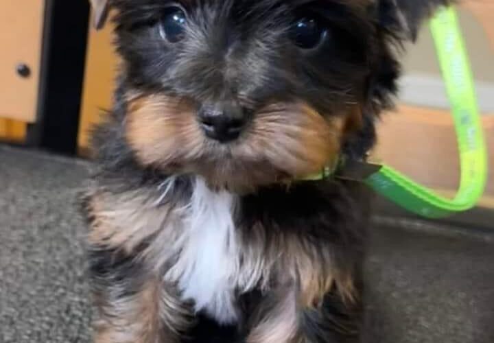 Yorkie puppy thunder