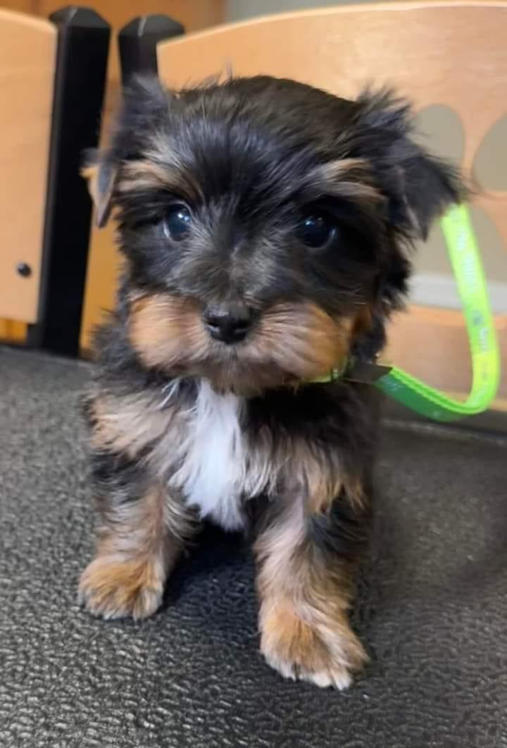 Yorkie puppy thunder