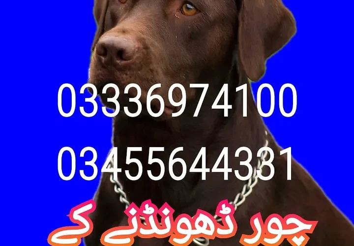 Army dog center islamabad 03336974100