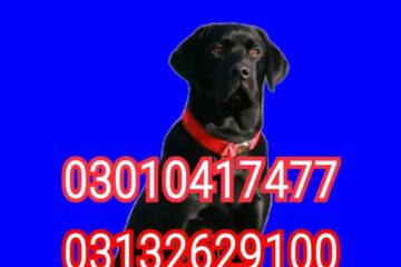 Army dog center swabi 03132629100