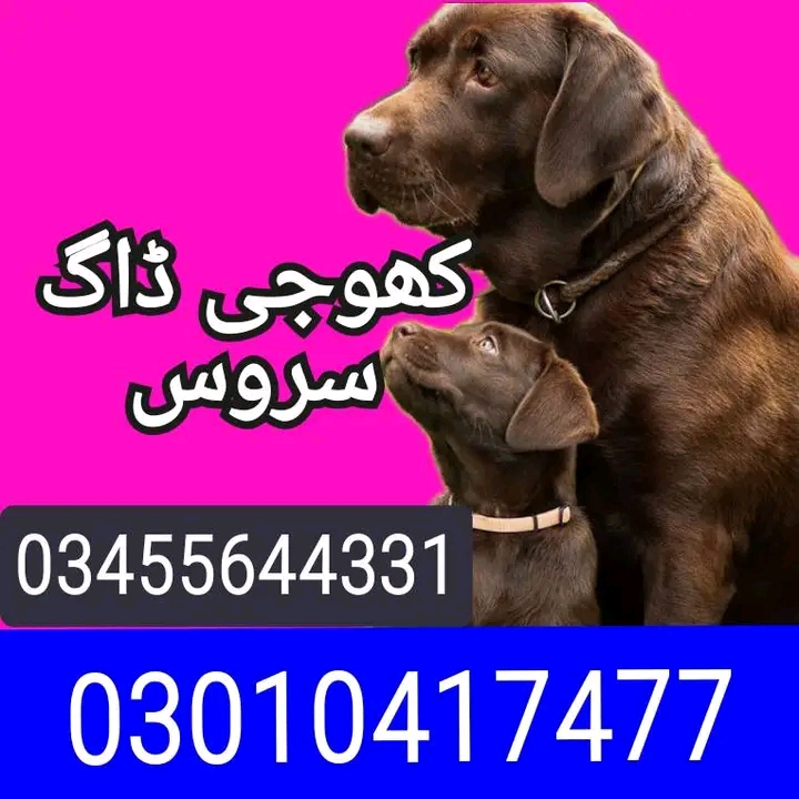 Army dog center wah cantt 03455644331