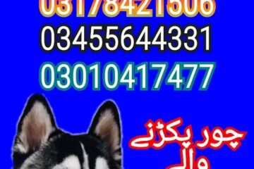 Army dog center sargodha 03010417477