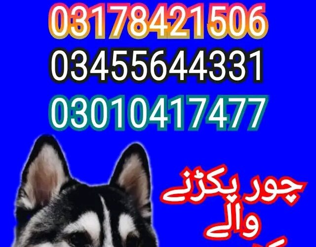 Army dog center sargodha 03010417477