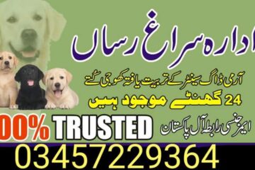 Army dog center taxila 03457229364